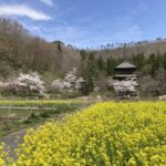 桜と菜の花に囲まれた安久津八幡の三重塔