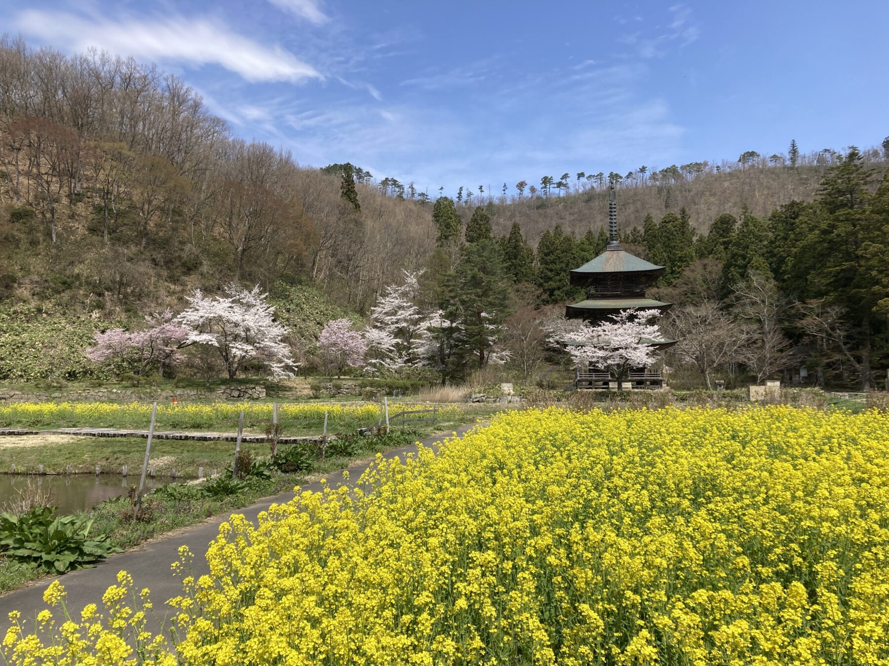 桜と菜の花に囲まれた安久津八幡の三重塔